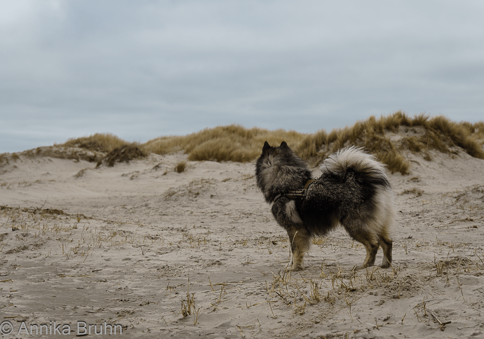 Sandbär am Nordseestrand!